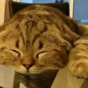 のんちゃん