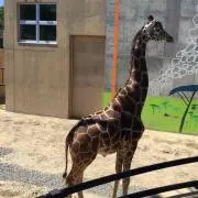 おちぃの画像