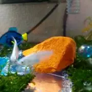 のん