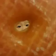 うふふのふ