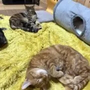 ひなꕤ︎︎購入後のメッセージ不要の画像