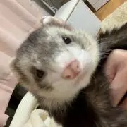 ポンコツsachi