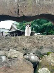 千晴