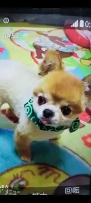 きゃんべる