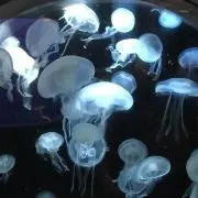 ♤の画像