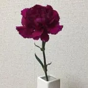 Smile。の画像