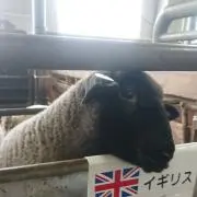 マーボーの画像