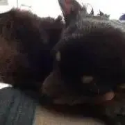 Ryoの画像