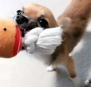 たろうの画像