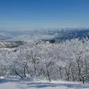 タイガーステップの画像