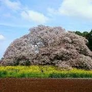 のりたまの画像