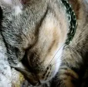⭐ちびちゃん。:+(ℹ️⭐