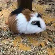 ケイコBの画像