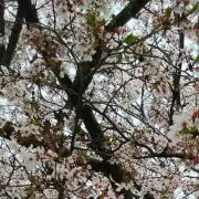 龍桜の画像