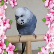 ぶーちゃん　プロフ必読の画像