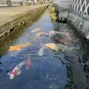 まつ