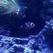 きょまぞー