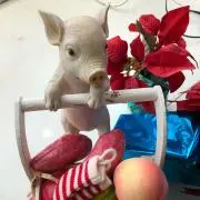 とんちゃんの画像