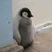 penguin@プロフみてねの画像
