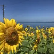 ダヴ
