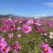 N.の画像