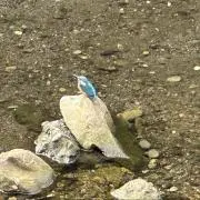まよ
