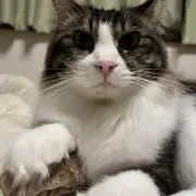 ころころ