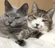 のんちゃんの画像