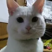 こったむの画像