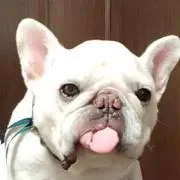 chaの画像