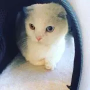 モリコ