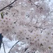 りぁの画像