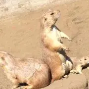 はか