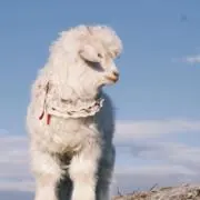 にょにょん