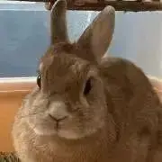ちゃみの画像