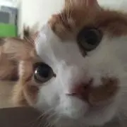 すー