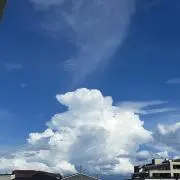 まつの画像
