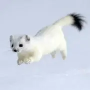 cの画像