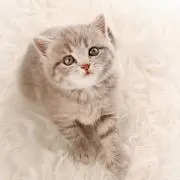 aの画像