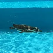 きなこ