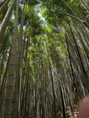 きんたの画像