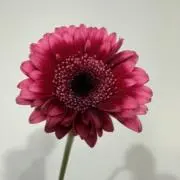 kの画像