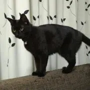 かめちゃん