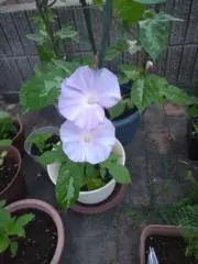 花鶏の画像