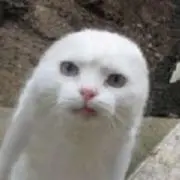 7051