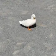 平