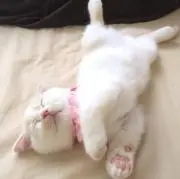 はろー
