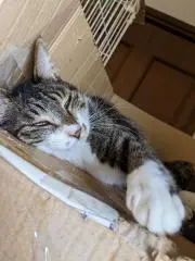 はるお。