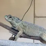 Sho