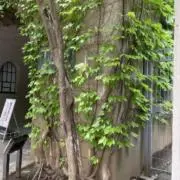 ややの画像
